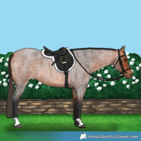 Horse Color:Bay Roan 
