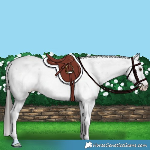 Horse Color:Liver Chestnut Sabino Blanket 