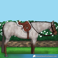 Horse Color:Liver Red Roan 