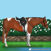 Horse Color:Chestnut Tobiano