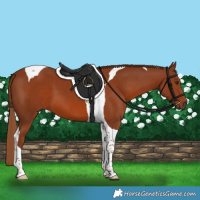Horse Color:Chestnut Tobiano 