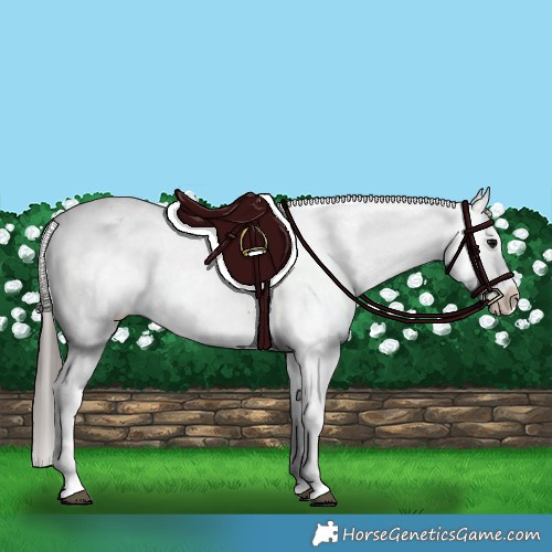 Horse Color:Black Sabino Splash Varnish 