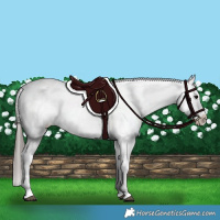 Horse Color:Black Sabino Splash Varnish 