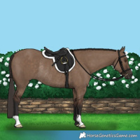 Horse Color:Liver Red Dun Rabicano 