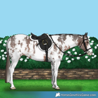 Horse Color:White Spotted Liver Chestnut Sabino