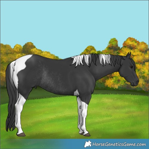 Horse Color:Black Tobiano Rabicano 