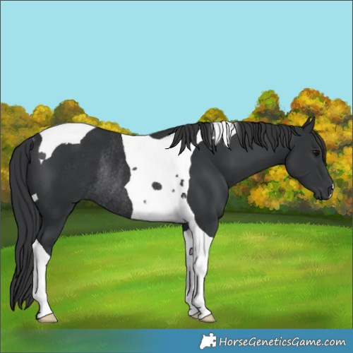 Horse Color:Black Tobiano Rabicano 