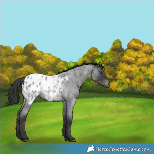 Horse Color:Blue Roan Appaloosa 