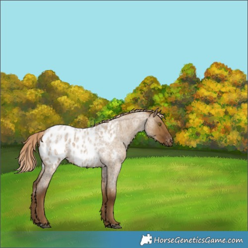 Horse Color:Chocolate Palomino Roan Dun Blanket Rabicano 