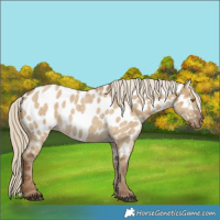 Horse Color:Chocolate Palomino Roan Dun Near Leopard 