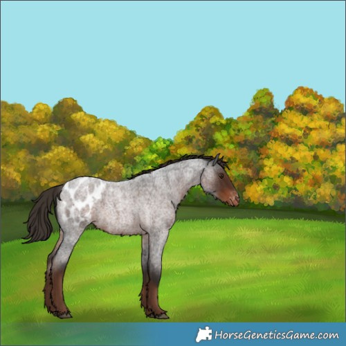 Horse Color:Liver Red Roan Blanket 