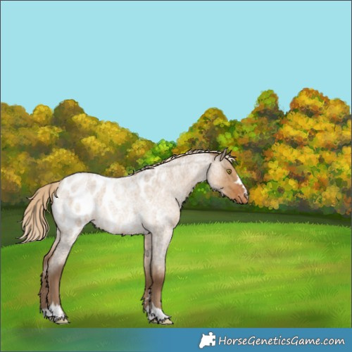 Horse Color:Chocolate Palomino Roan Dun Appaloosa Rabicano 