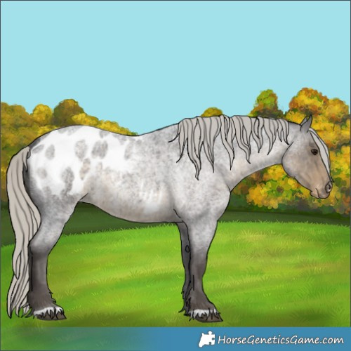 Horse Color:Silver Smoky Blue Roan Appaloosa Rabicano 