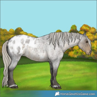 Horse Color:Silver Smoky Blue Roan Appaloosa Rabicano 