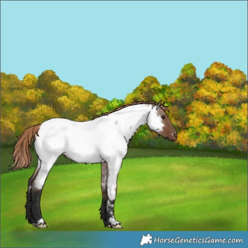 Horse Color:Liver Red Dun Roan Near Fewspot Rabicano 