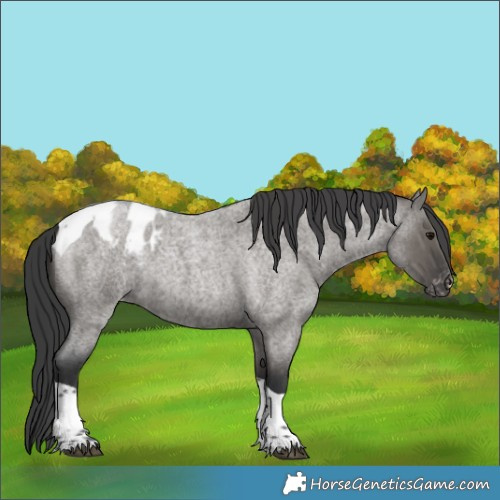 Horse Color:Grullo Roan Tobiano Blanket Rabicano 