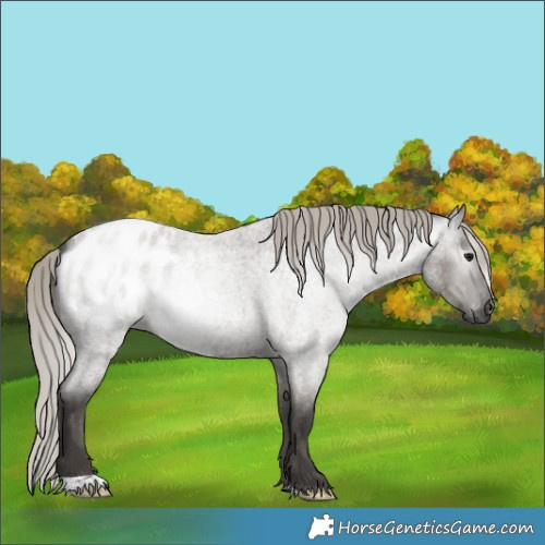 Horse Color:Gray Silver Smoky Grullo Roan Blanket 