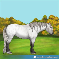 Horse Color:Gray Silver Smoky Grullo Roan Appaloosa 