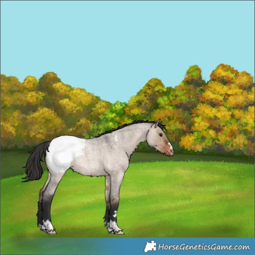 Horse Color:Brown Roan Dun Appaloosa Rabicano 