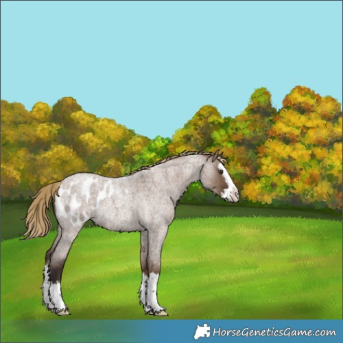 Horse Color:Liver Red Dun Roan Splash Blanket Rabicano 