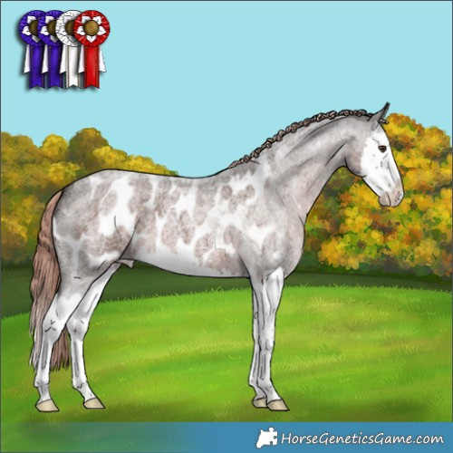 Horse Color:Liver Red Roan Splash Appaloosa 
