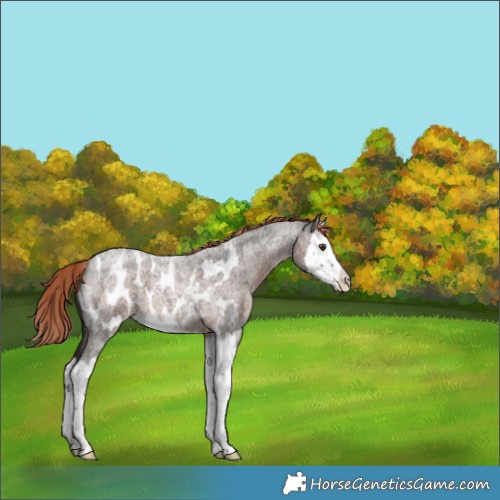Horse Color:Liver Red Roan Splash Appaloosa 