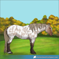 Horse Color:Liver Red Dun Roan Appaloosa Rabicano