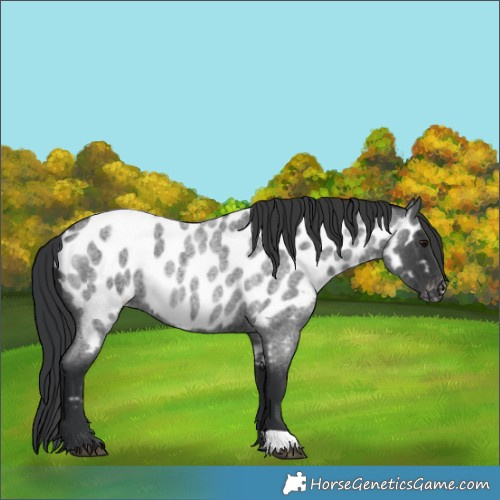 Horse Color:Blue Roan Near Leopard Rabicano 