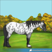 Horse Color:Blue Roan Appaloosa Rabicano 