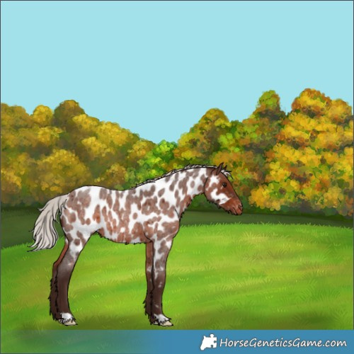 Horse Color:Silver Brown Roan Near Leopard Rabicano 