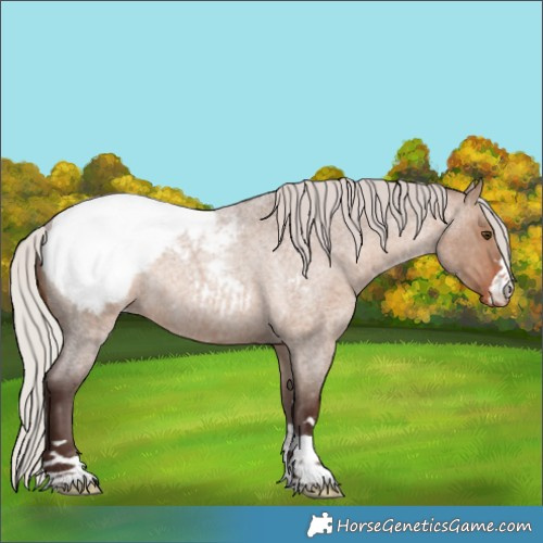 Horse Color:Silver Brown Roan Dun Snowcap Rabicano 