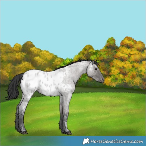 Horse Color:Grullo Ice Roan Appaloosa Rabicano 