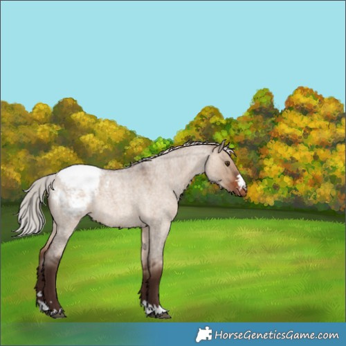 Horse Color:Silver Brown Roan Dun Snowcap 