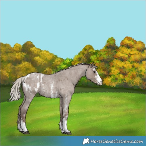Horse Color:Silver Grullo Roan Sabino Appaloosa Rabicano 