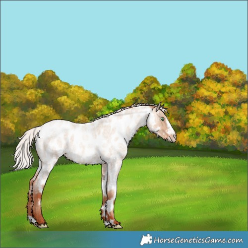 Horse Color:Silver Sable Champagne Roan Dun Splash Frame Near Leopard 