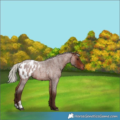 Horse Color:Silver Brown Roan Sabino Appaloosa 