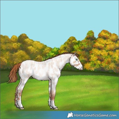 Horse Color:Gold Champagne Roan Dun Sabino Near Leopard Rabicano 