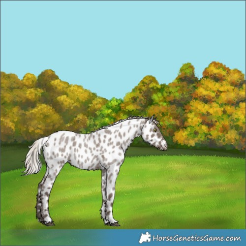 Horse Color:Silver Grullo Roan Appaloosa Rabicano 