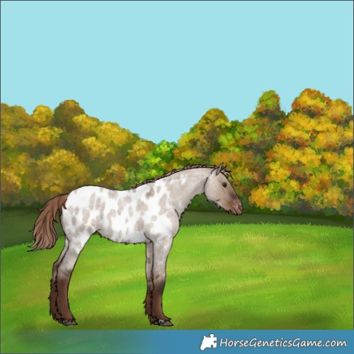 Horse Color:Liver Red Dun Roan Near Leopard Rabicano 
