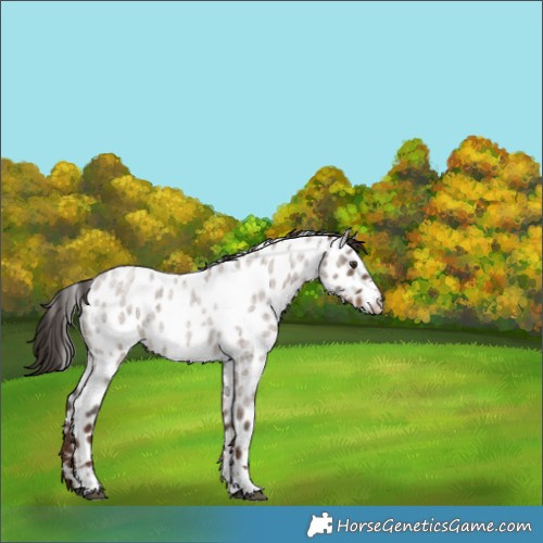 Horse Color:Liver Red Dun Roan Appaloosa Rabicano 