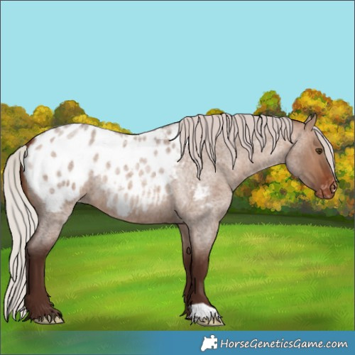 Horse Color:Silver Brown Roan Dun Blanket 