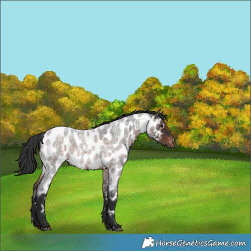 Horse Color:Brown Roan Near Leopard Rabicano 