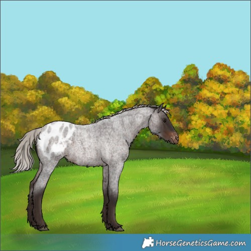 Horse Color:Silver Brown Roan Blanket 