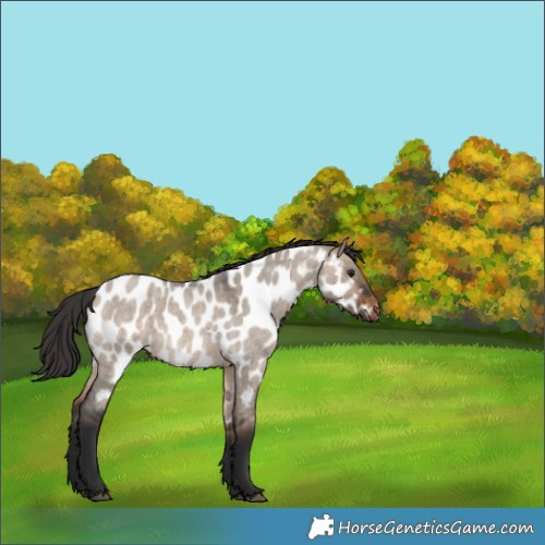 Horse Color:Brown Roan Dun Appaloosa 