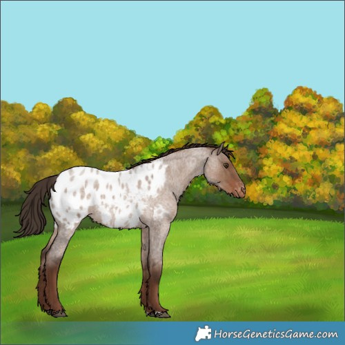 Horse Color:Liver Red Dun Roan Blanket Rabicano 