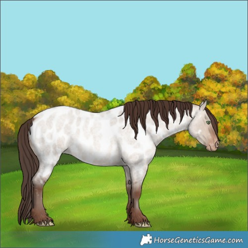 Horse Color:Sable Champagne Roan Dun Near Leopard 