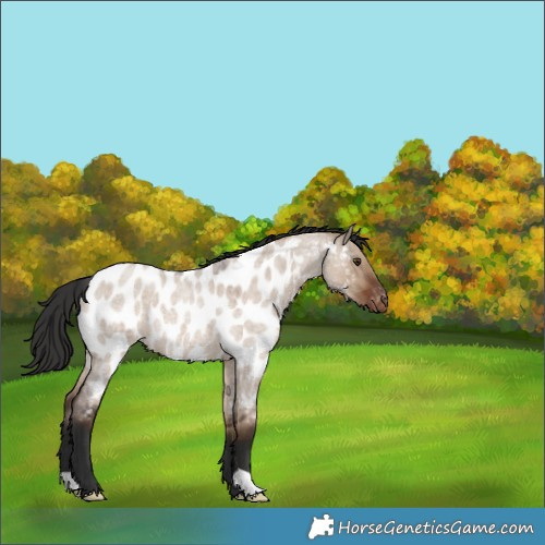 Horse Color:Liver Red Dun Roan Near Leopard 
