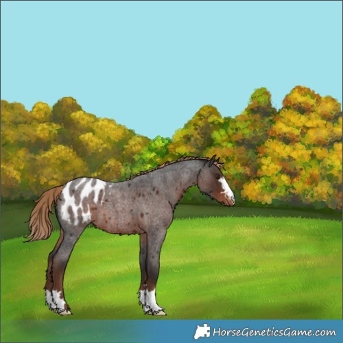 Horse Color:Liver Red Roan Blanket 