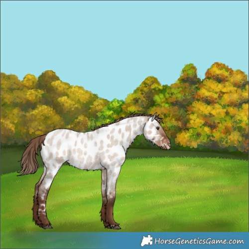 Horse Color:Liver Red Dun Roan Near Leopard Rabicano 