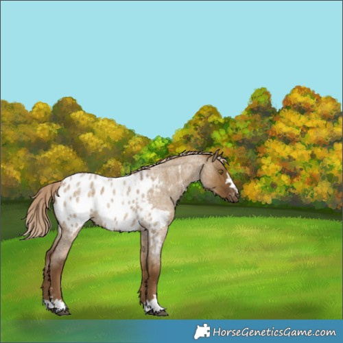 Horse Color:Chocolate Palomino Roan Dun Appaloosa 